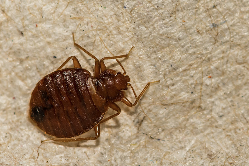 A closeup of a single bed bug on a tan fabric background.