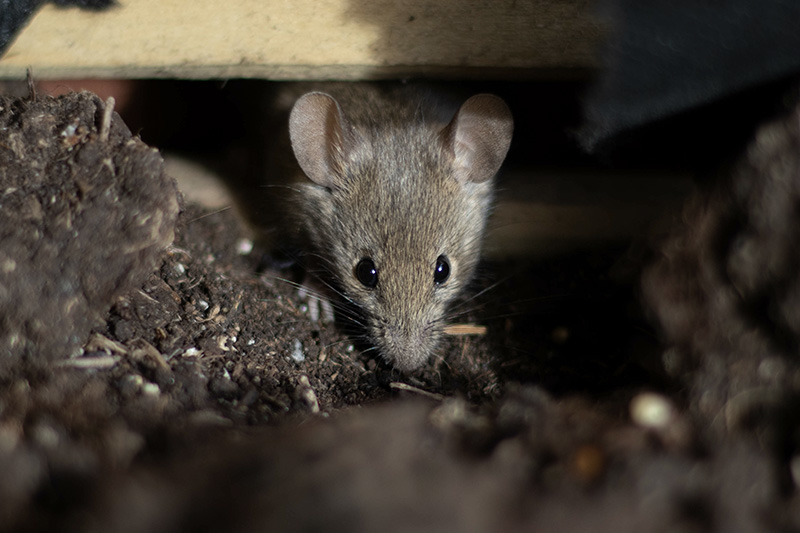 A closeup of a mouse under a house with dirt around it.