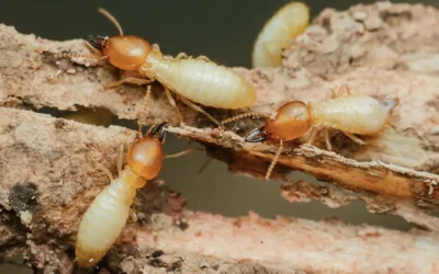 Termite Damage in Historic Heights Homes: What You Need to Know