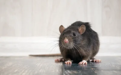 Rodent Problems in The Heights: What Every Homeowner Should Know